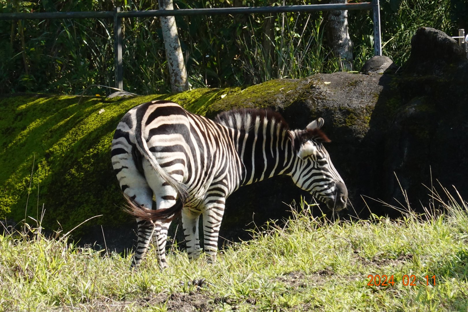 Chapman's Zebra (Equus quagga chapmani)
