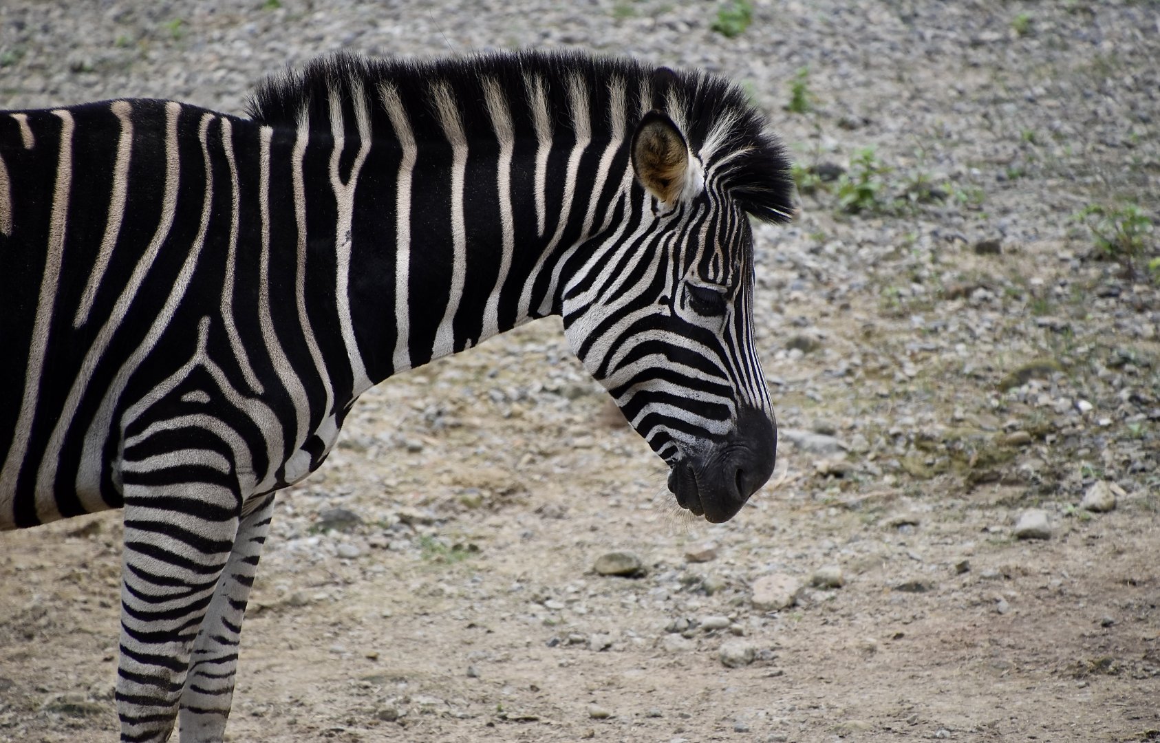 Chapman's Zebra (Equus quagga chapmani)