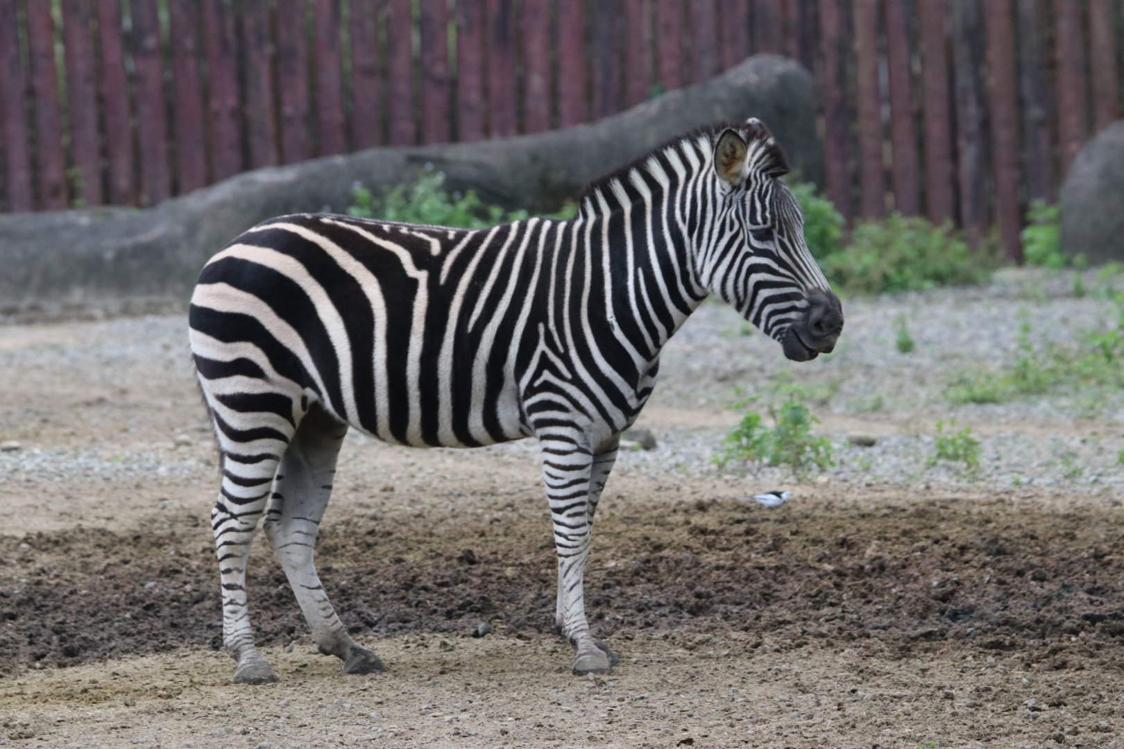 Chapman's zebra (Equus quagga chapmani)