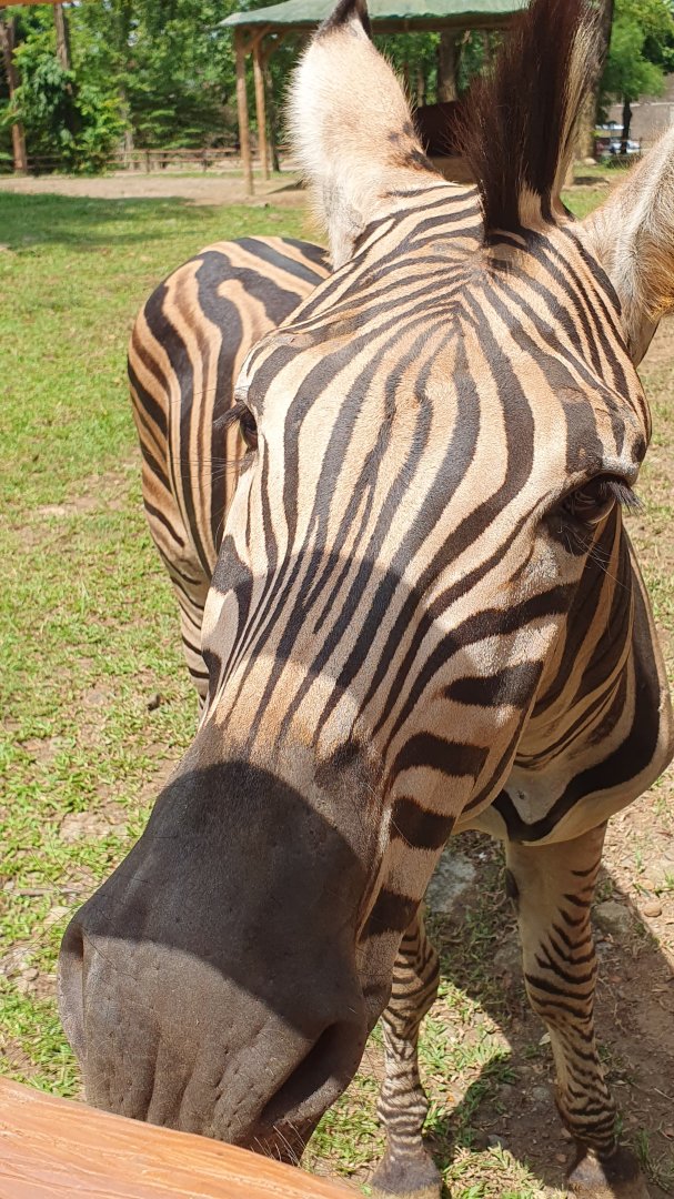 Chapman's Zebra (Equus quagga chapmanii) - Solo Safari