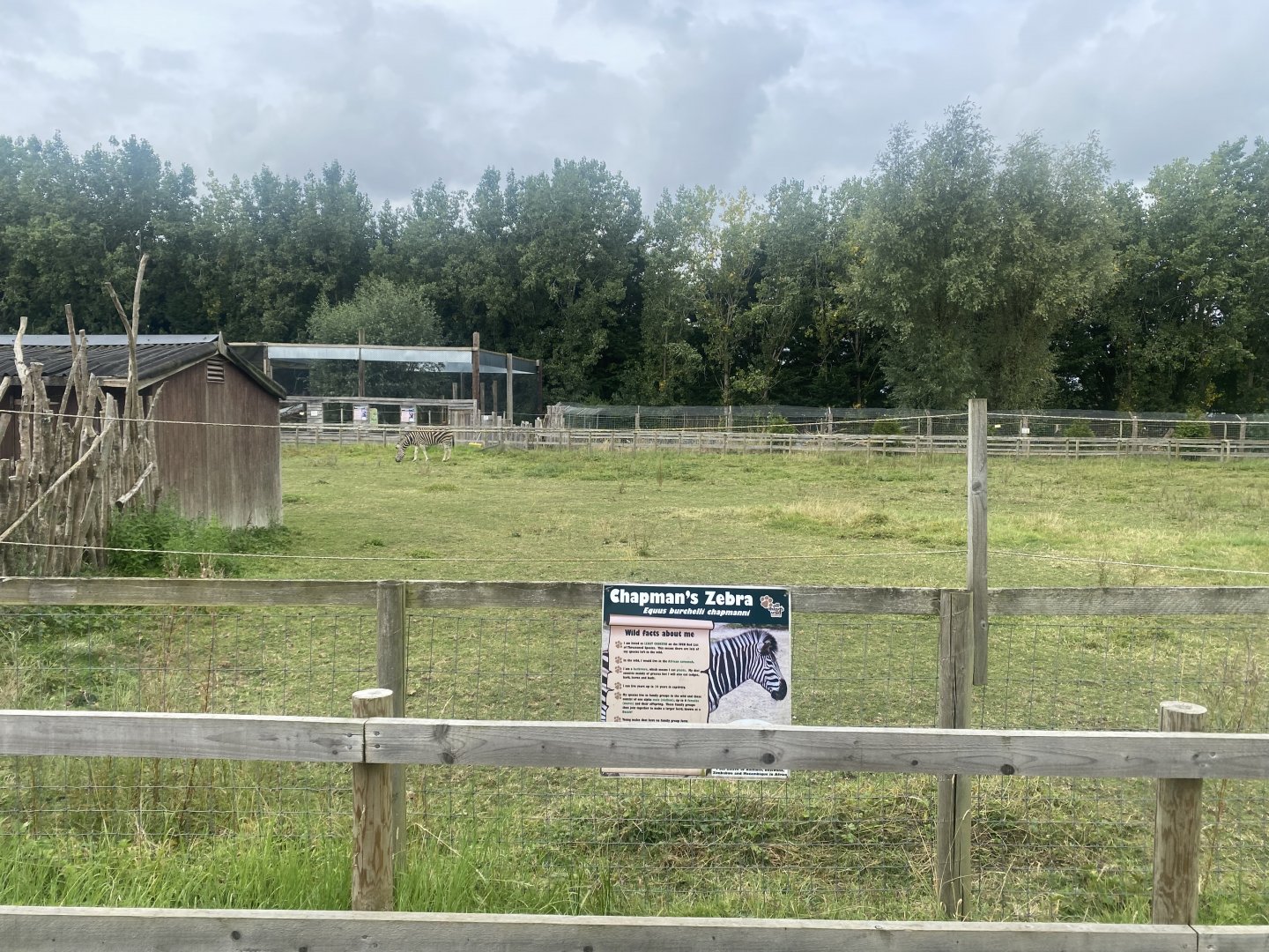 Chapman’s zebra exhibit 040824