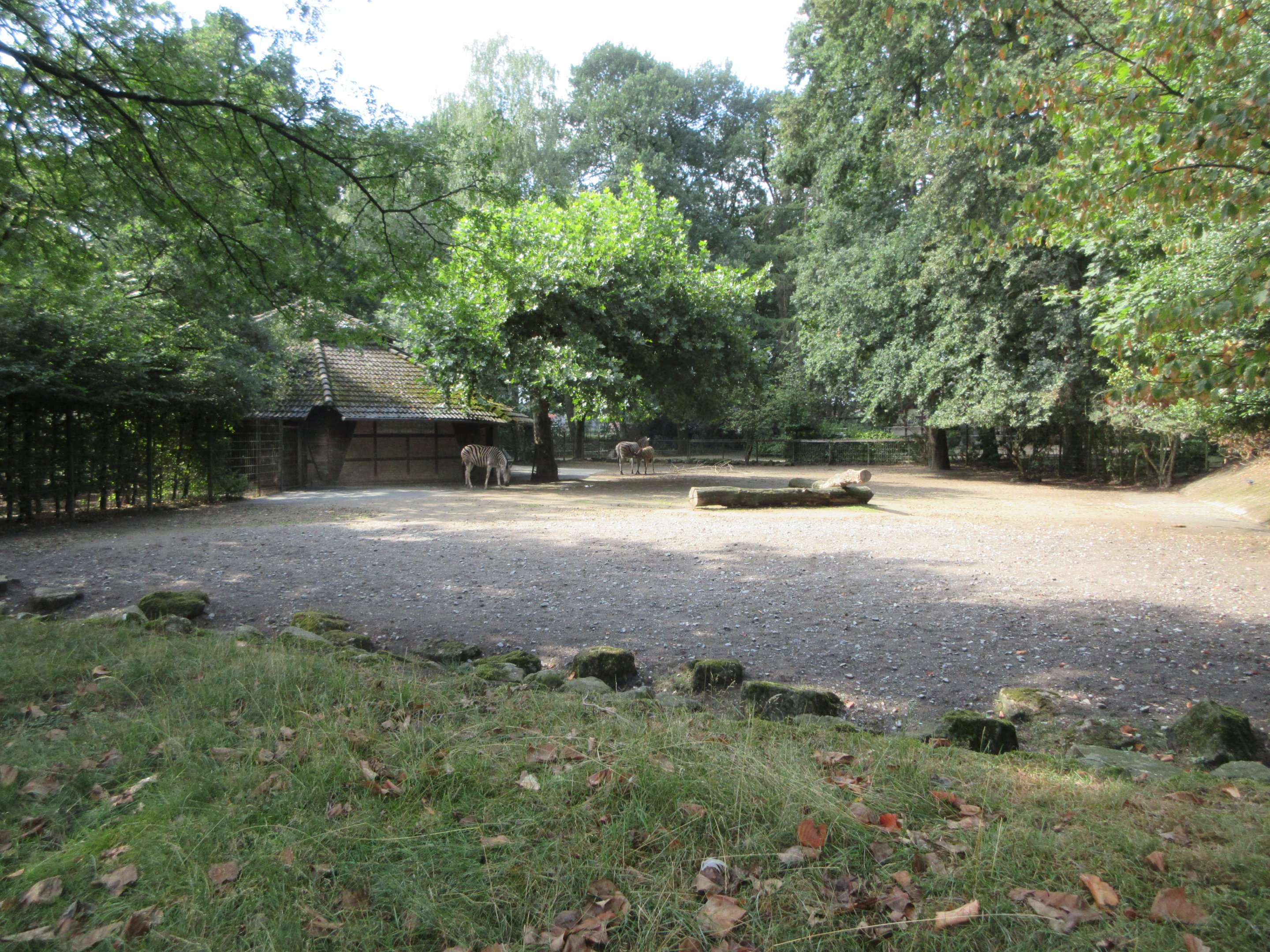 Chapman's Zebra Exhibit
