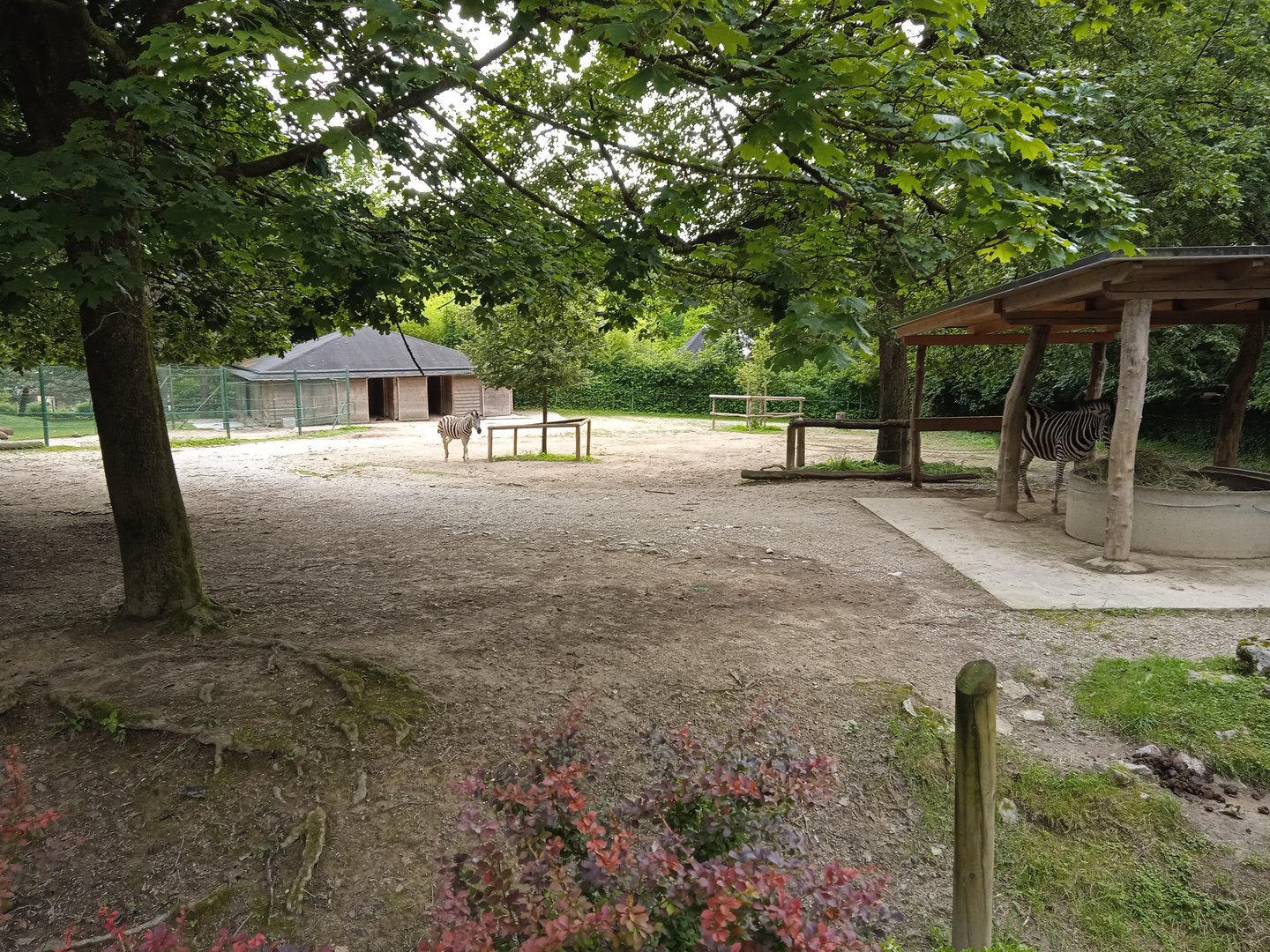 Chapman's Zebra exhibit