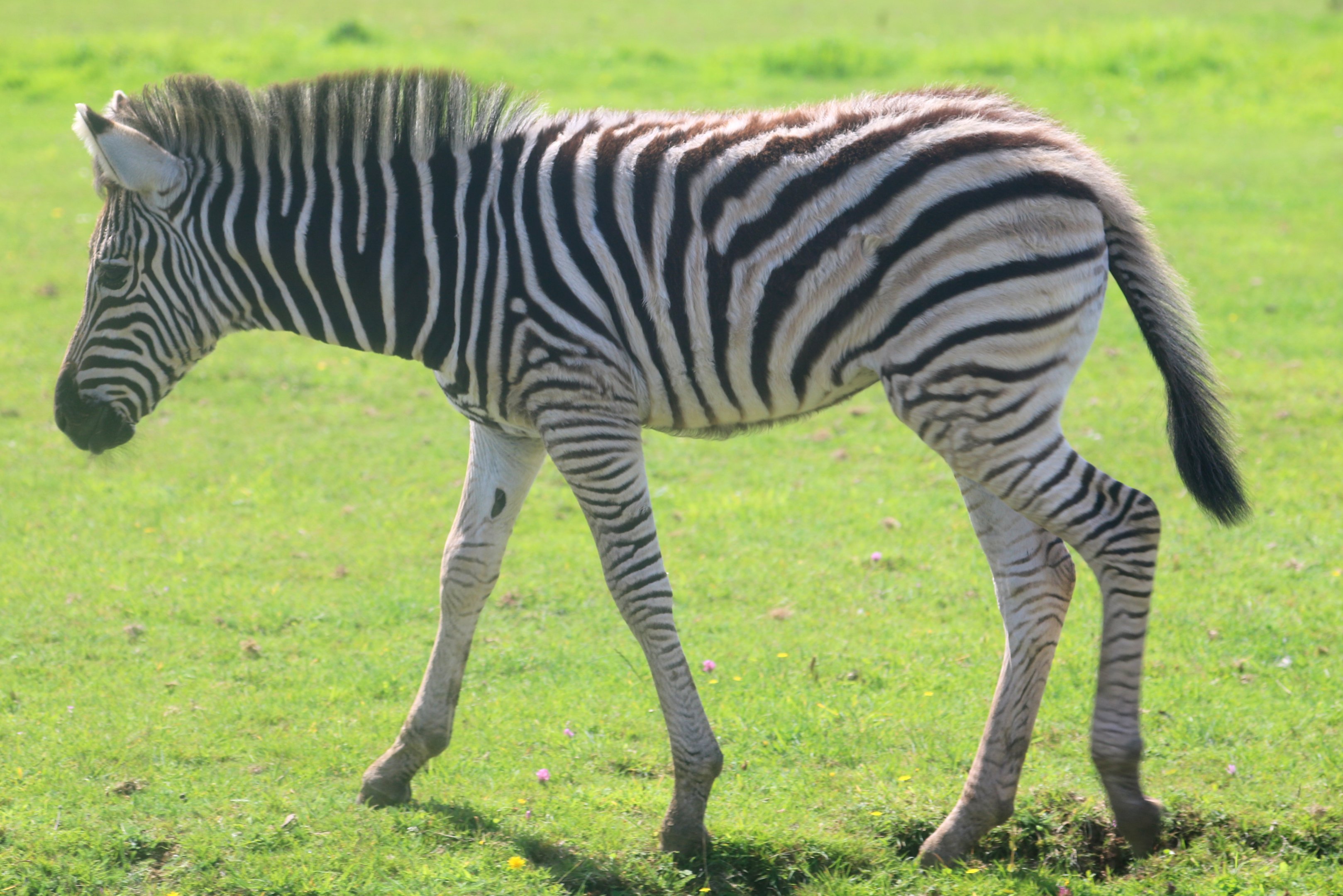 Chapman's zebra foal; Cotswold; 18th August 2019