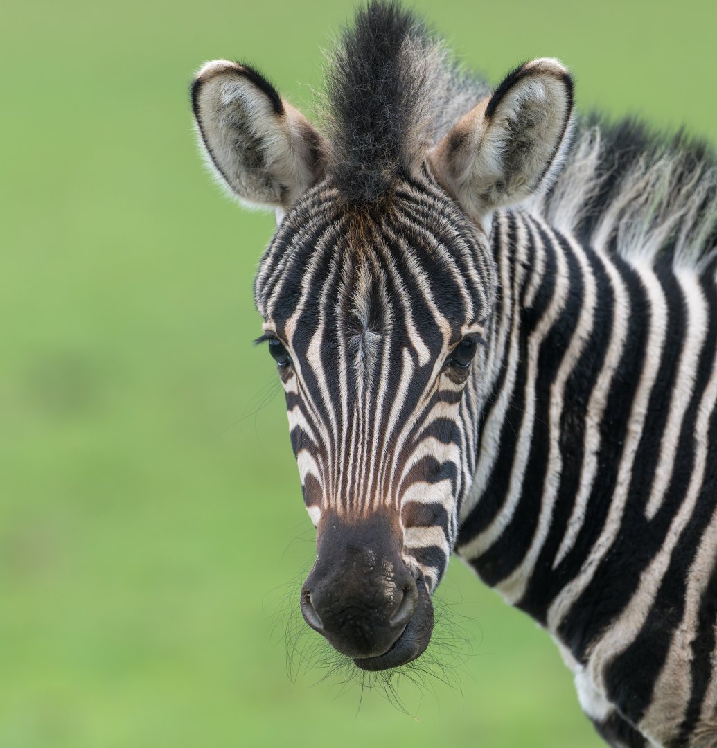 Chapman's zebra foal, CWP, UK
