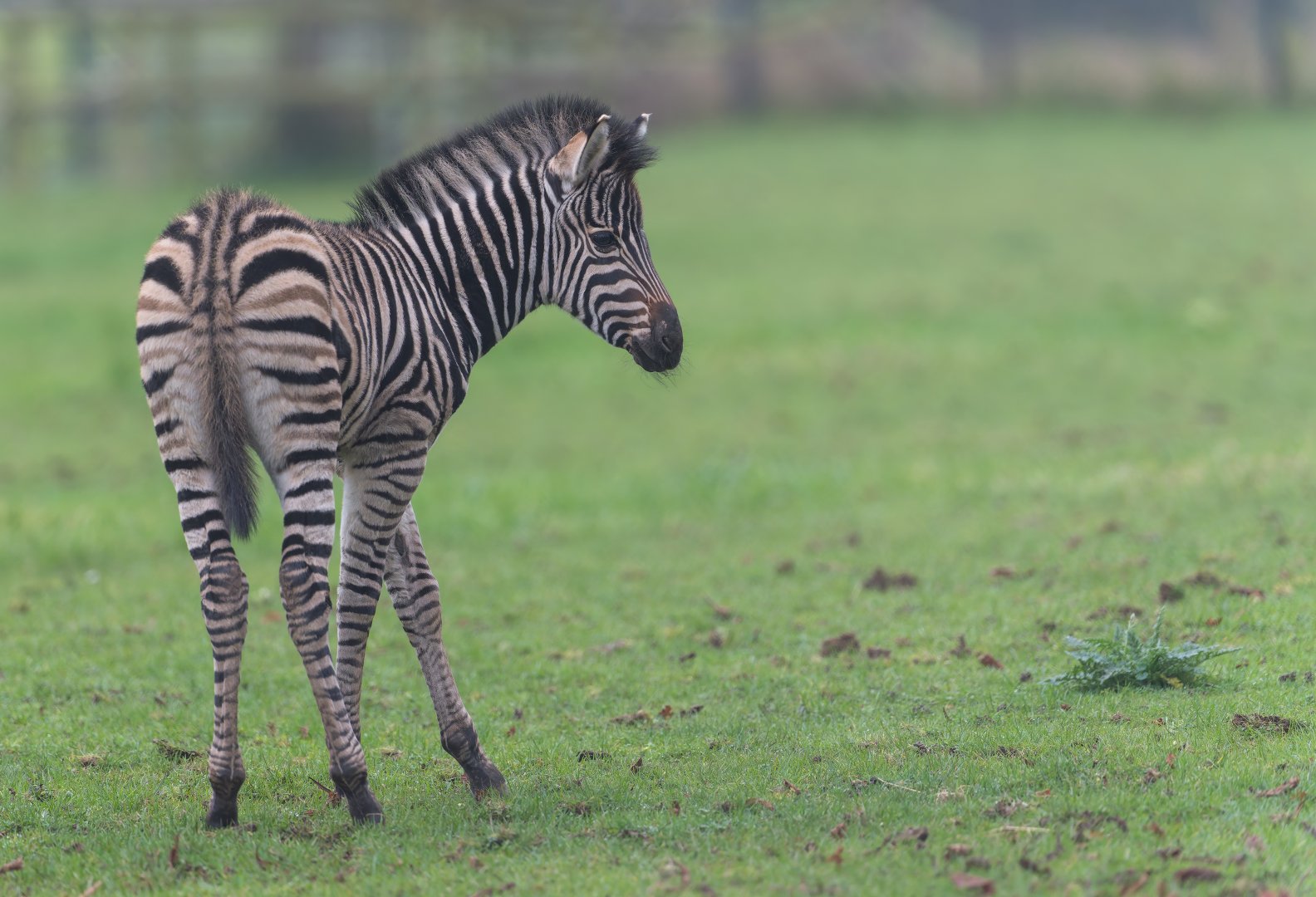 Chapman's zebra foal, CWP, UK