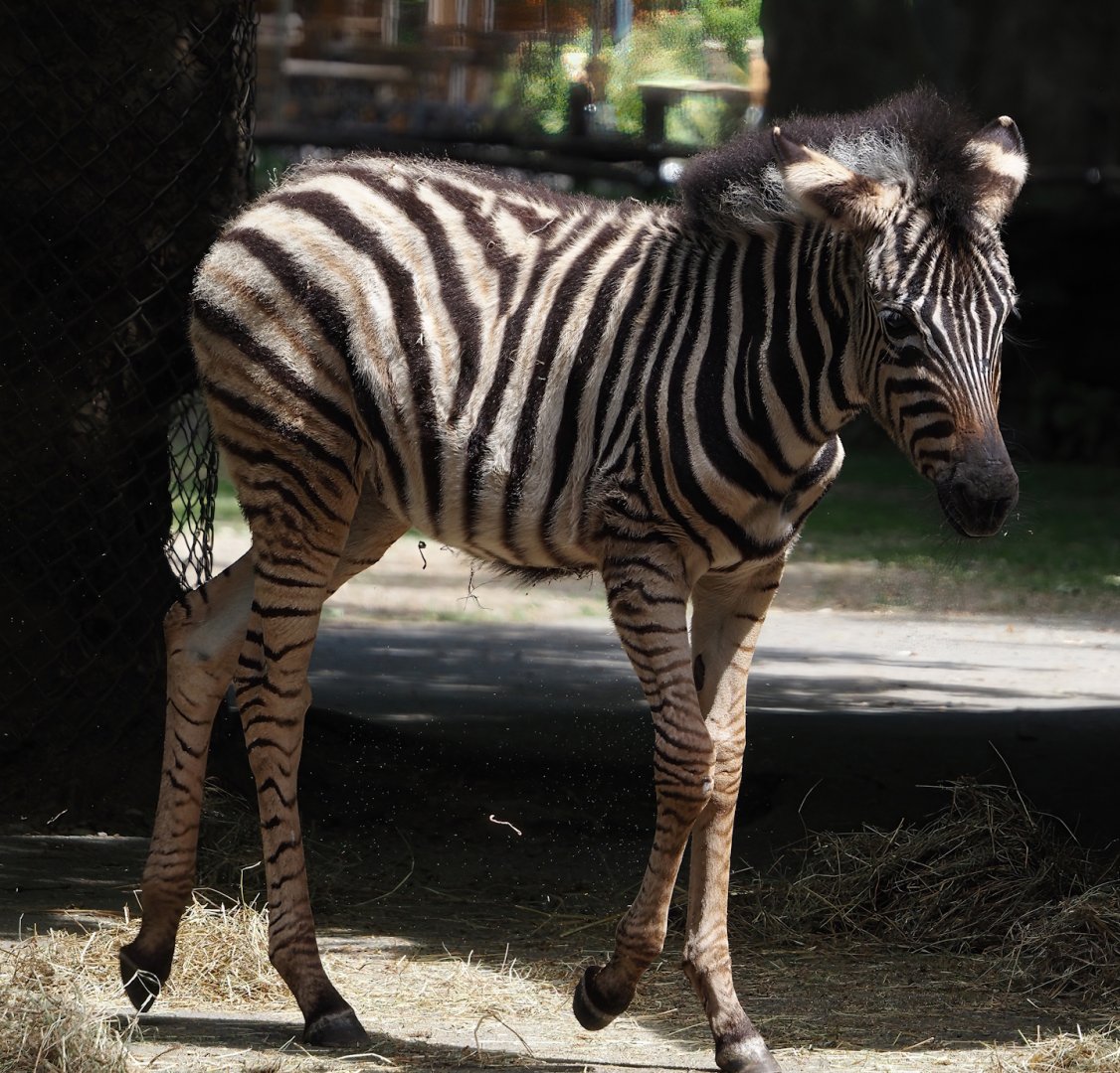 Chapman's zebra foal (Equus quagga chapmani), 2025-05-22