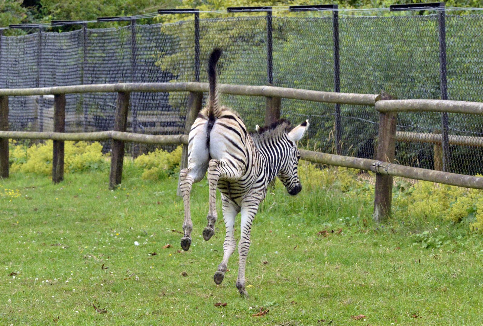 Chapman's zebra foal