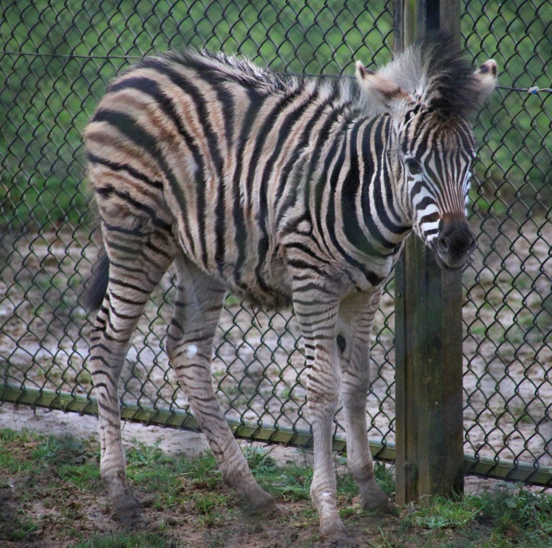 Chapman's Zebra Foal