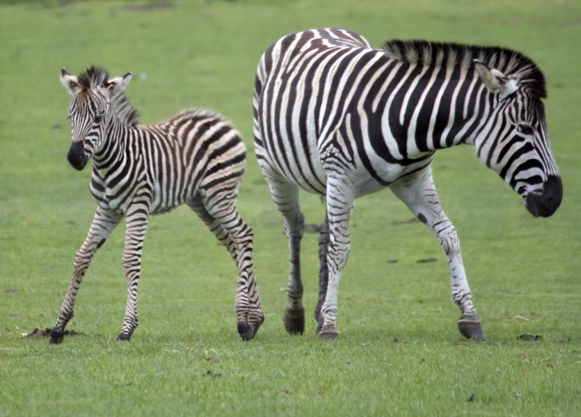 Chapman's zebra & foal