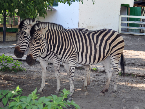 Chapman's Zebra in Kishinev Zoo