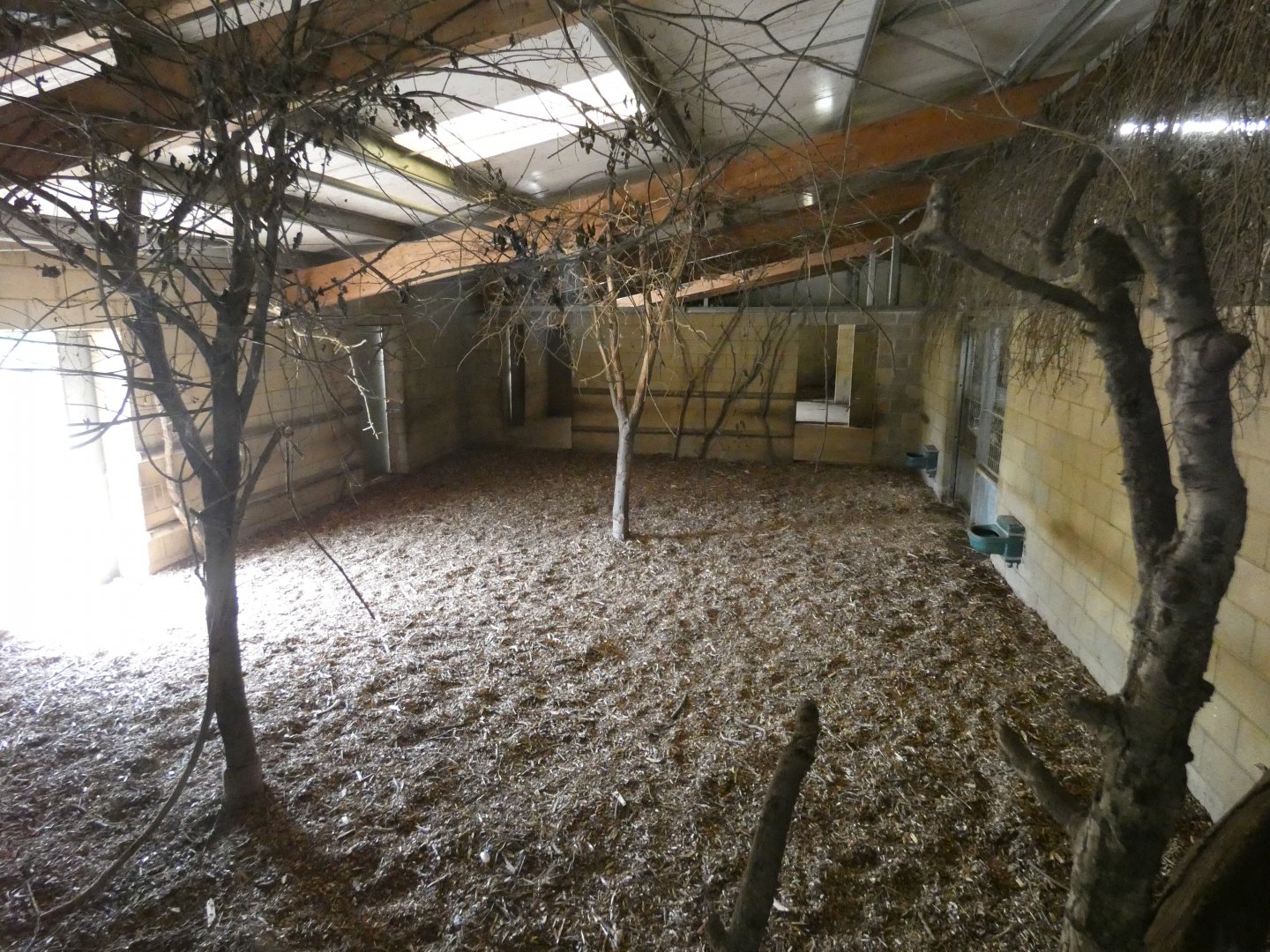 Chapman's zebra indoor enclosure