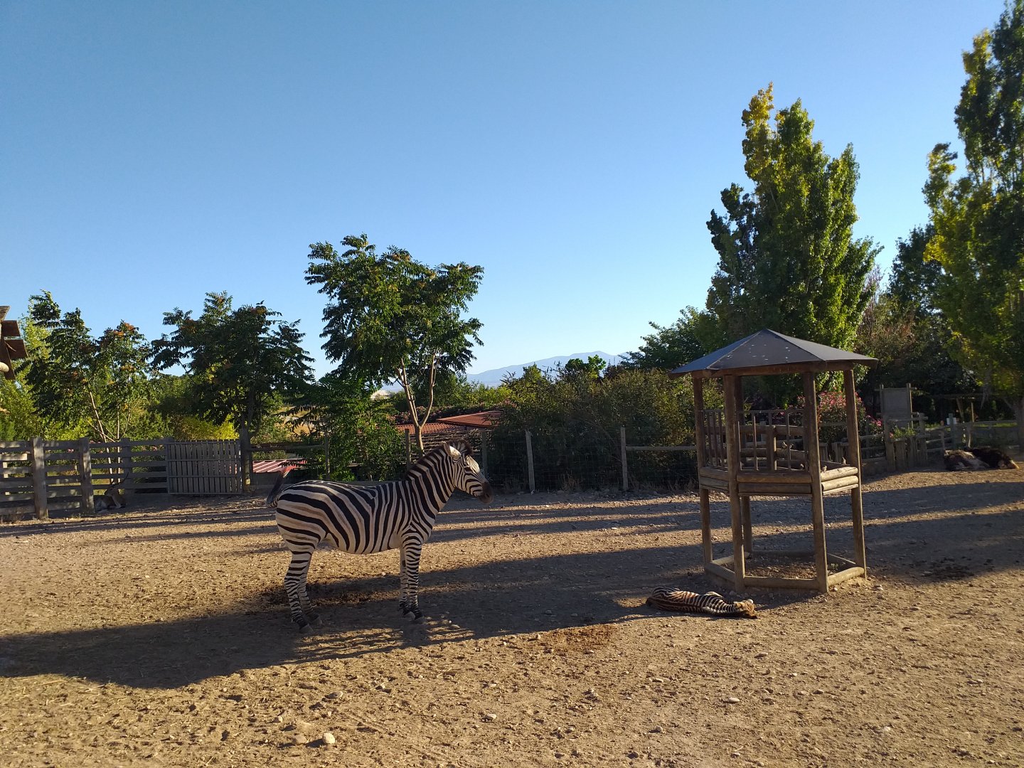 Chapman's zebra, Kafue flats lechwe and Common ostrich exhibit -Sendaviva (2020)