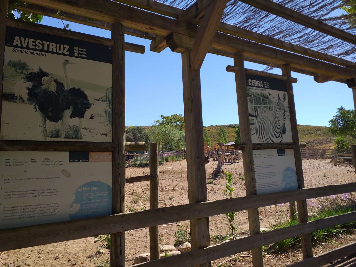 Chapman's zebra, Kafue flats lechwe and Common ostrich exhibit -Sendaviva (2020)