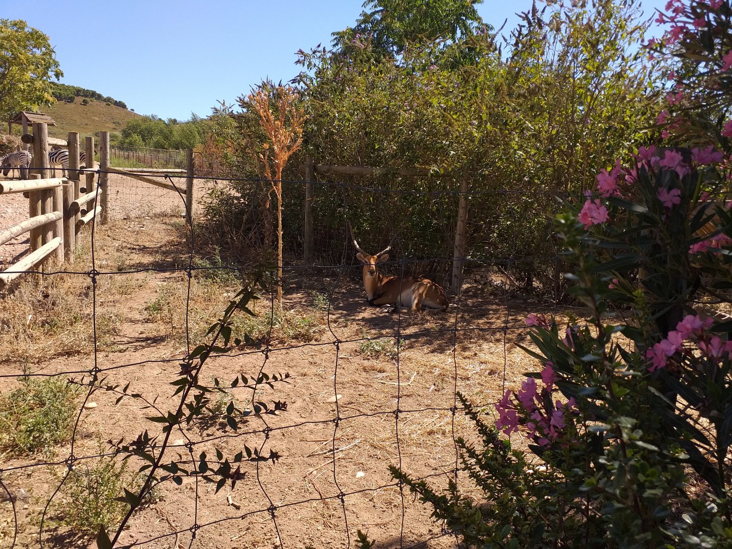 Chapman's zebra, Kafue flats lechwe and Common ostrich exhibit -Sendaviva (2020)