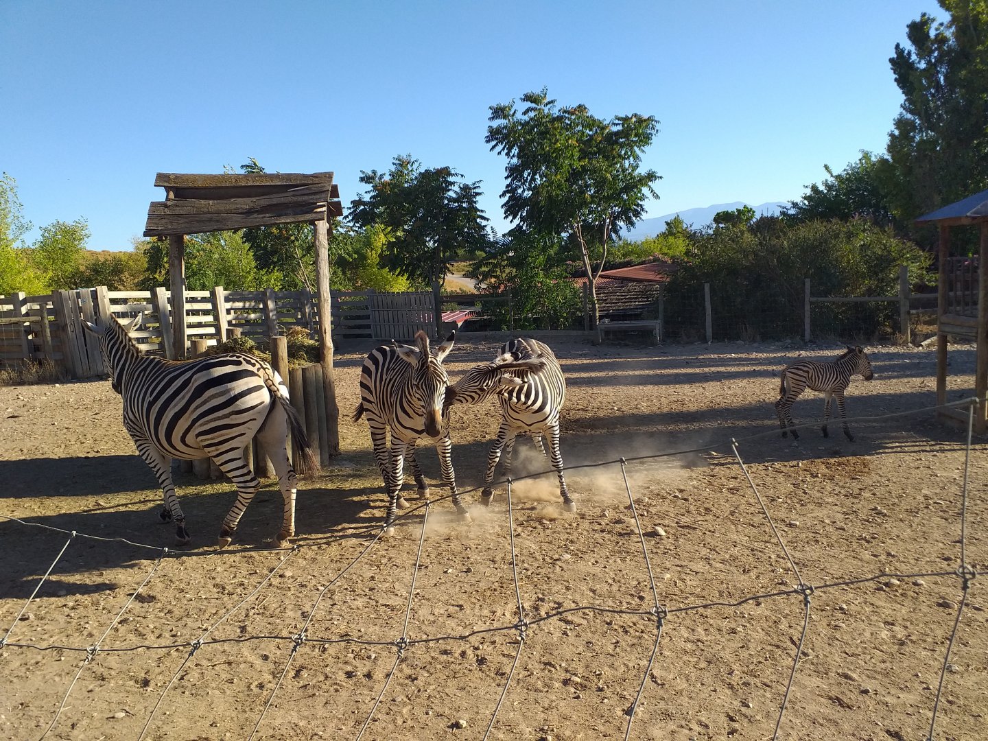 Chapman's zebra, Kafue flats lechwe and Common ostrich exhibit -Sendaviva (2020)