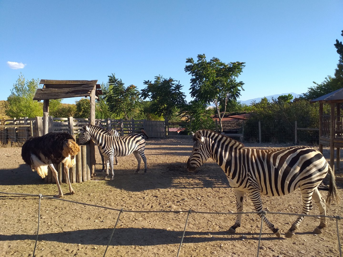 Chapman's zebra, Kafue flats lechwe and Common ostrich exhibit -Sendaviva (2020)