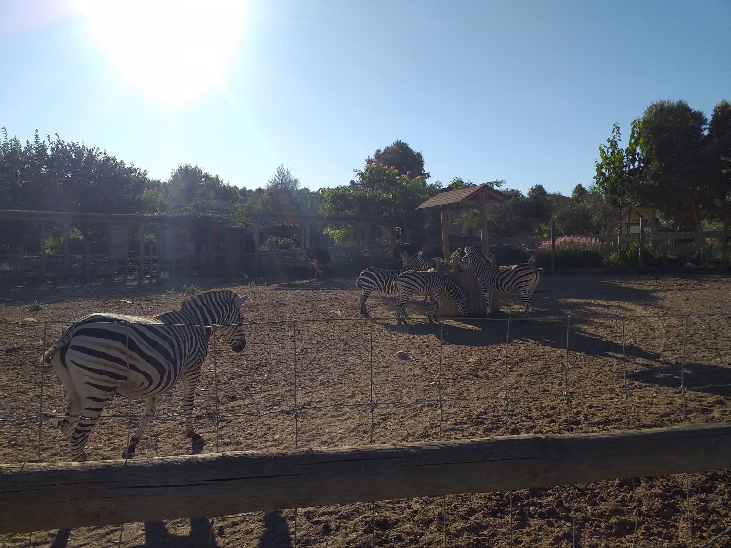 Chapman's zebra, Kafue flats lechwe and Common ostrich exhibit -Sendaviva (2020)