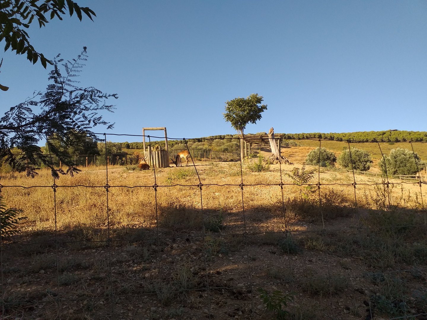 Chapman's zebra, Kafue flats lechwe and Common ostrich exhibit -Sendaviva (2020)