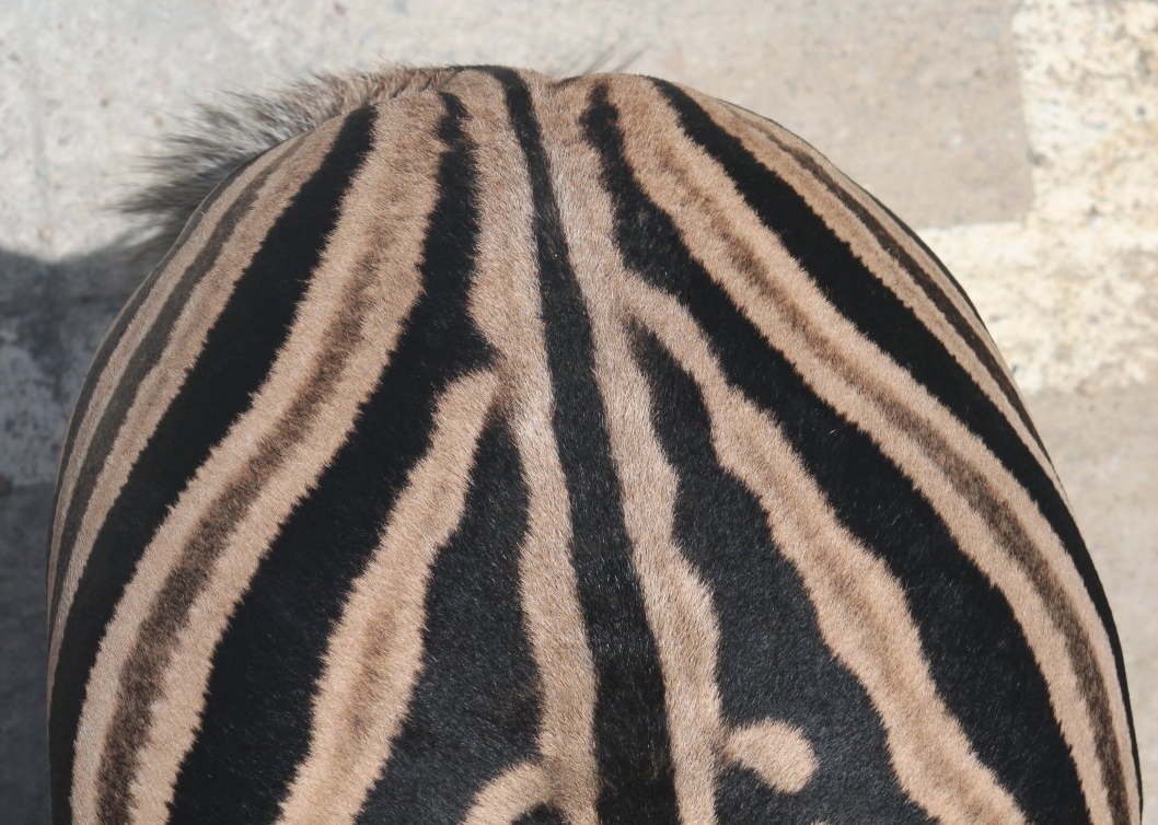 Chapman's zebra markings