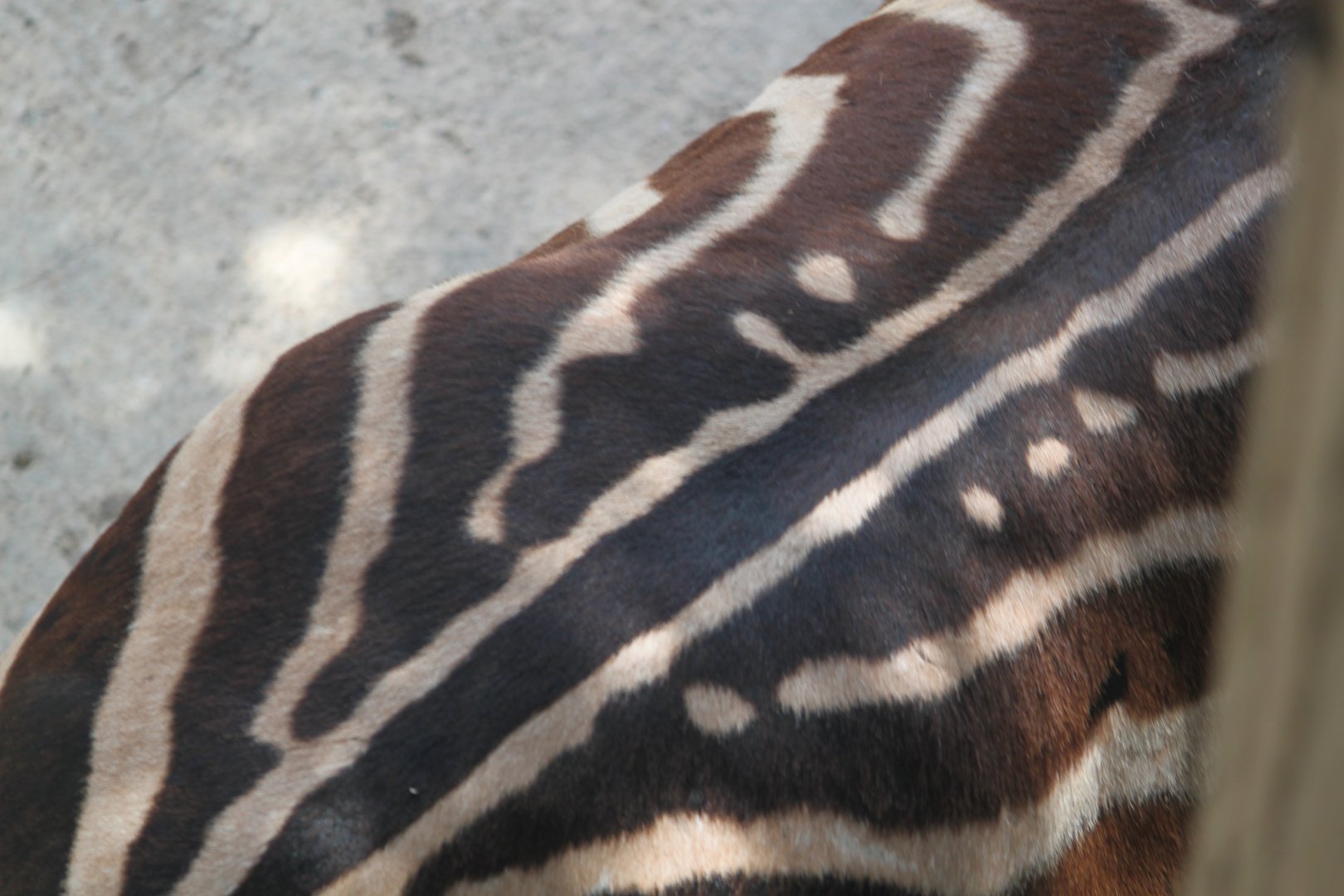 Chapman's zebra markings