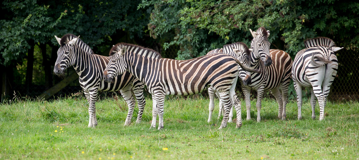 Chapmans zebra : Marwell : 29 Jul 2016