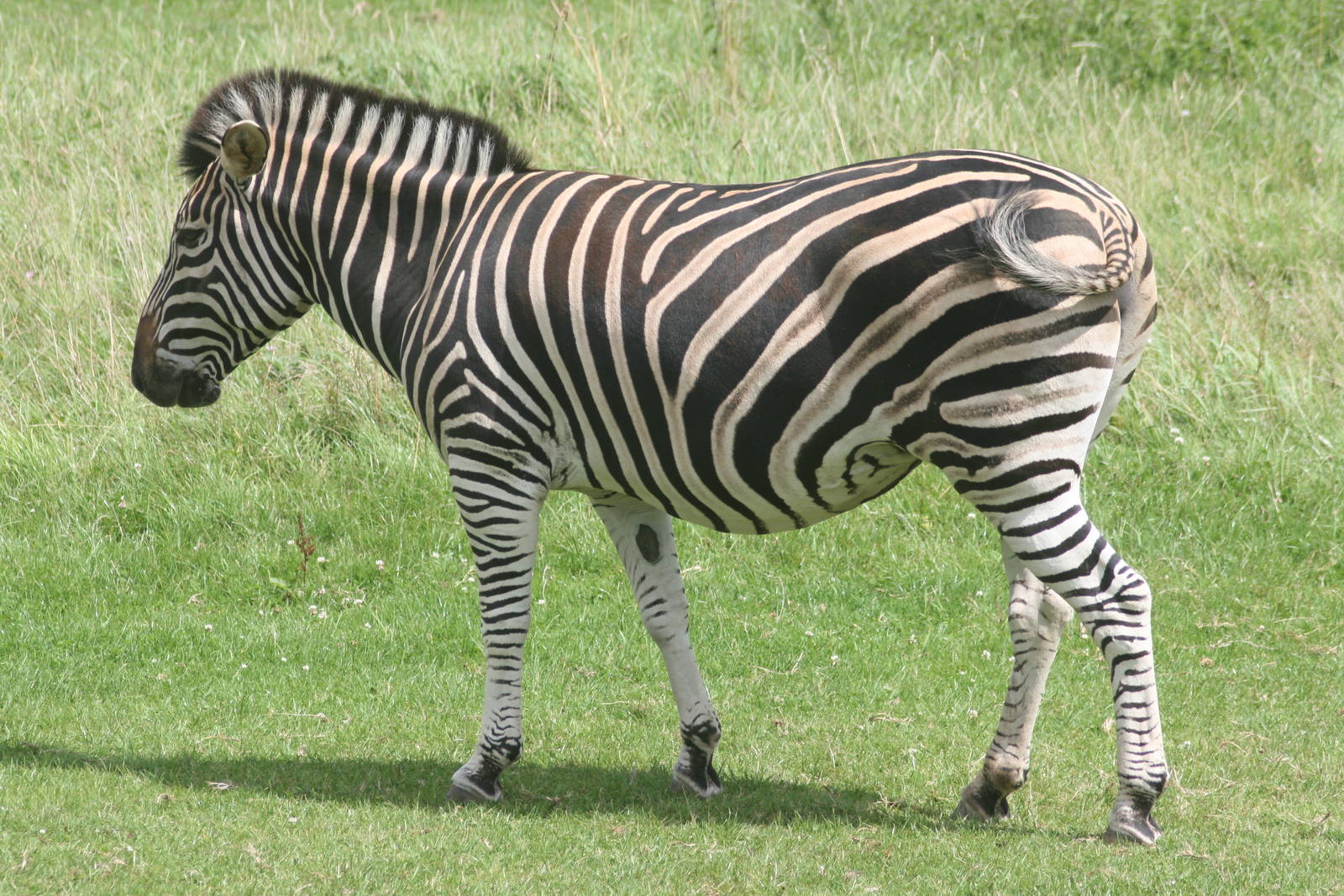Chapman's zebra; Marwell; 2nd August 2009