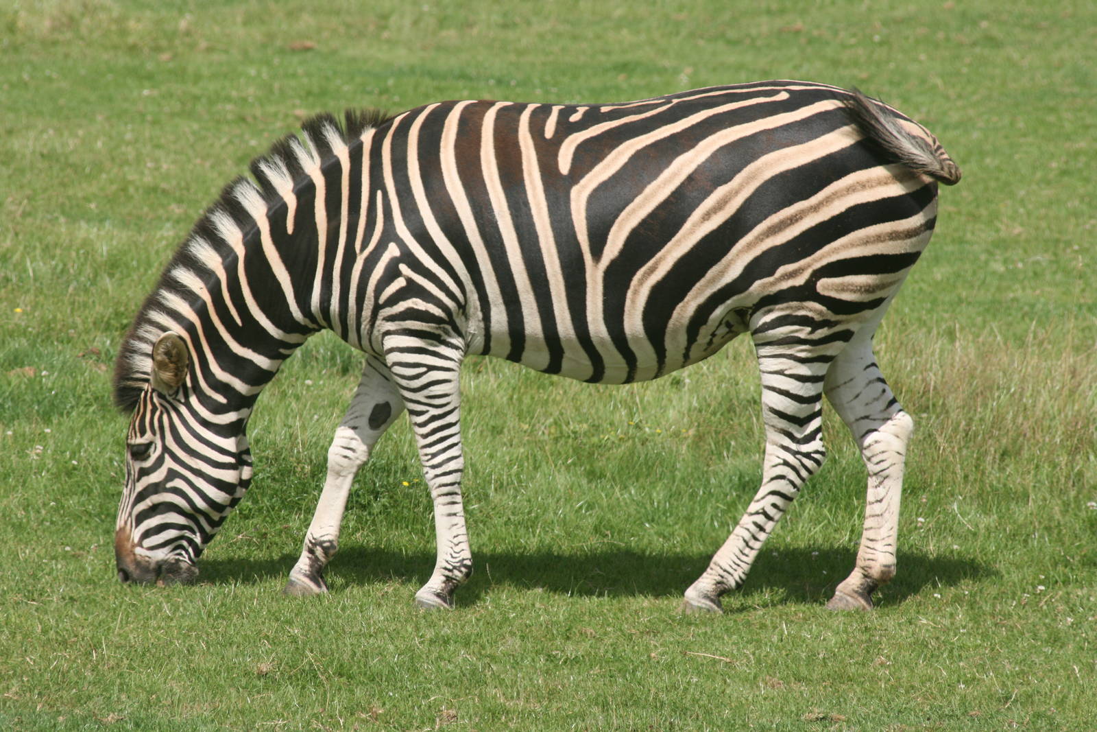Chapman's zebra; Marwell; 2nd August 2009