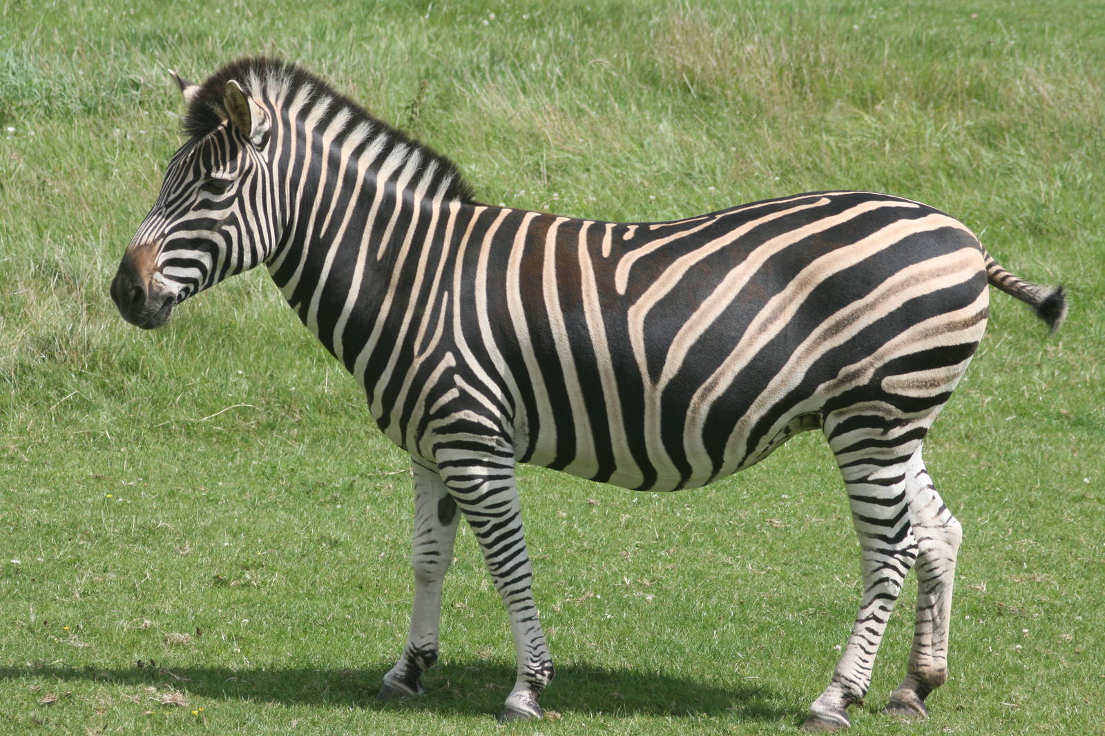 Chapman's zebra; Marwell; 2nd August 2009