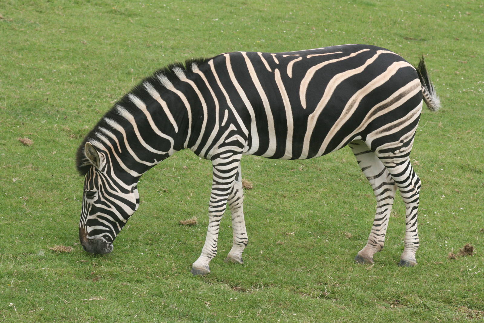 Chapman's zebra; Marwell; 2nd August 2009