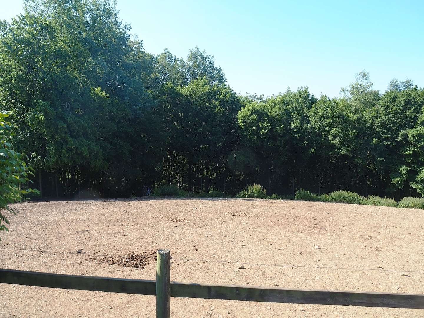 Chapman's zebra paddock, 2023-06-24