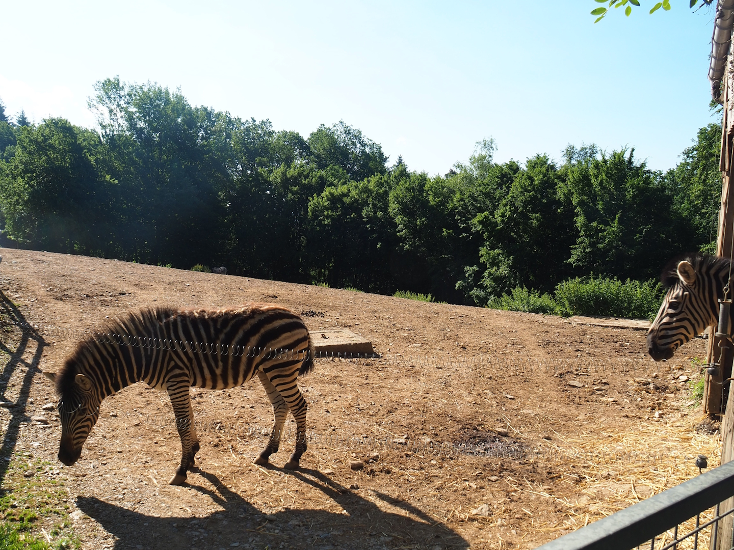 Chapman's zebra paddock, 2023-06-24