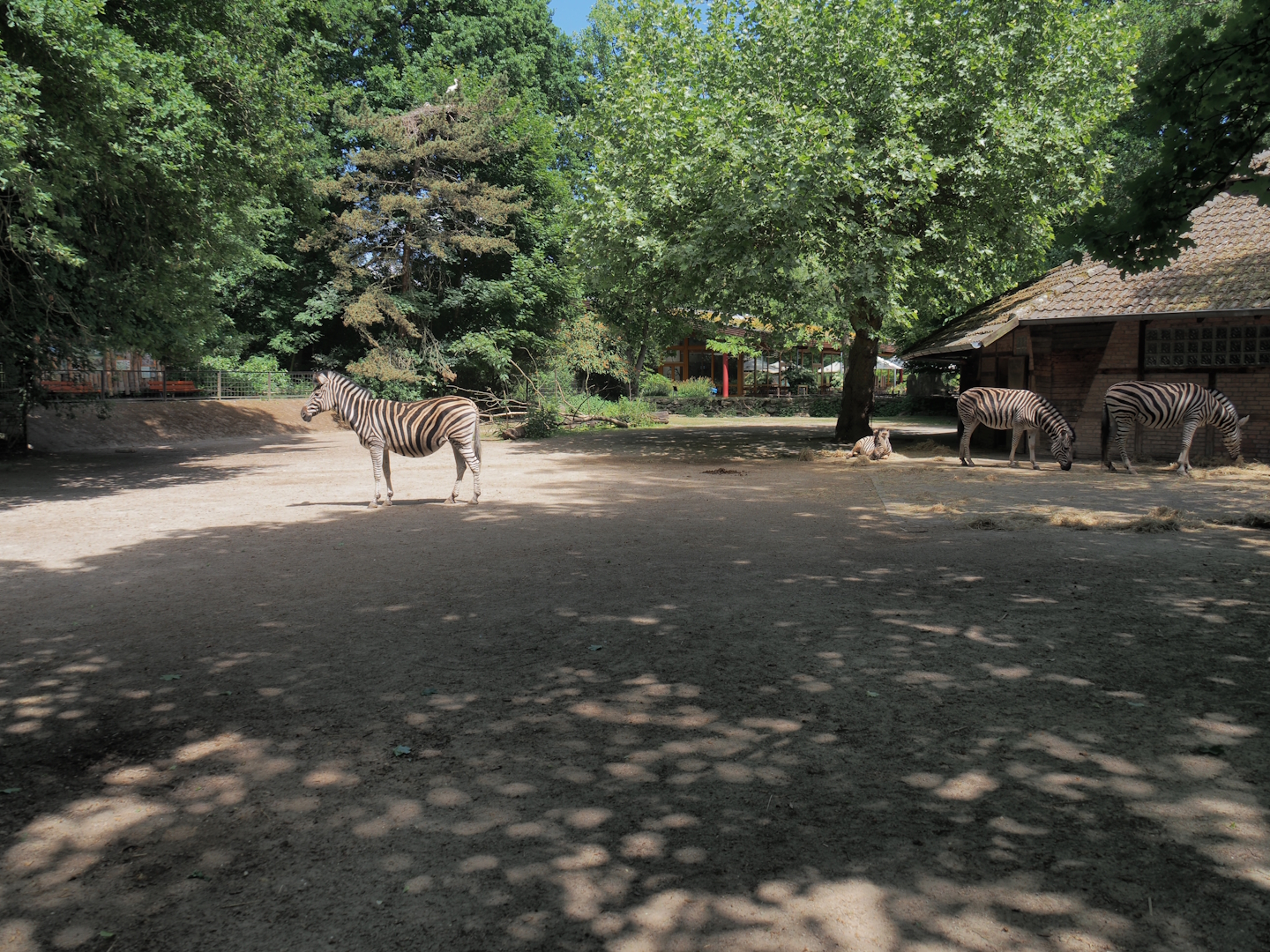 Chapman's zebra paddock, 2025-05-22