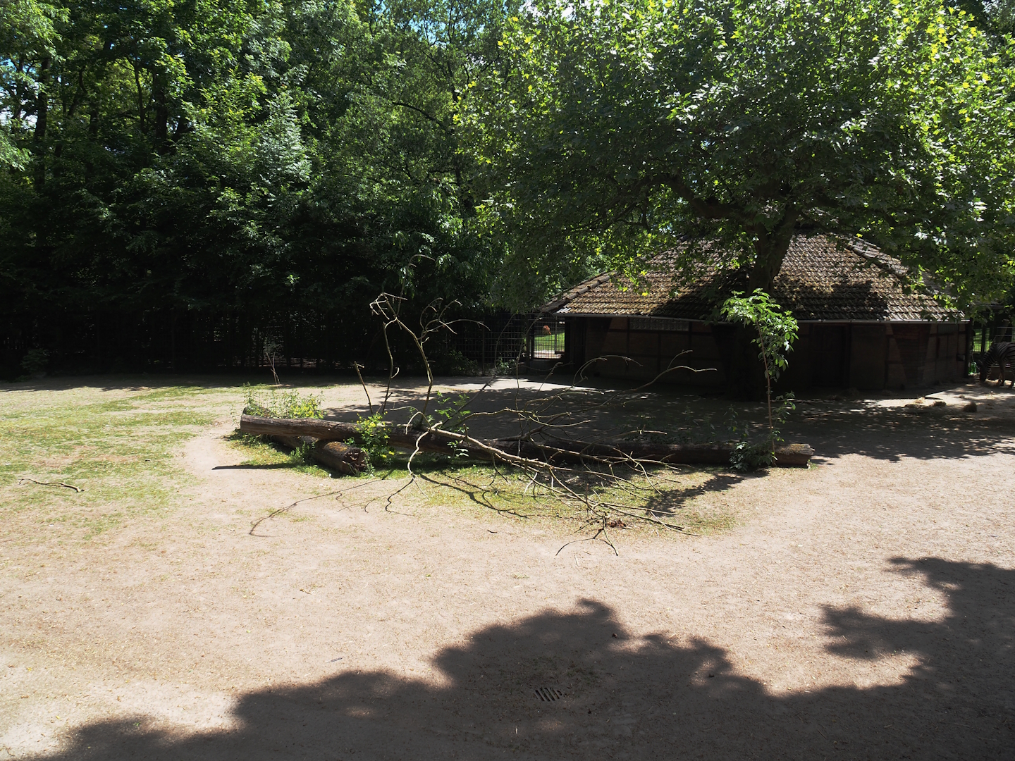 Chapman's zebra paddock, 2025-05-22
