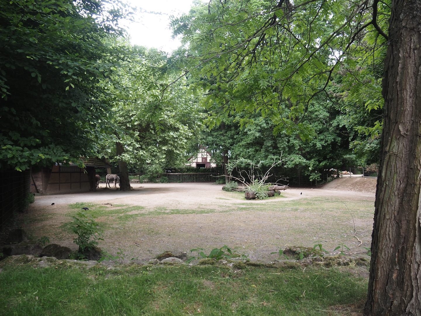 Chapman's zebra paddock, 2025-05-22