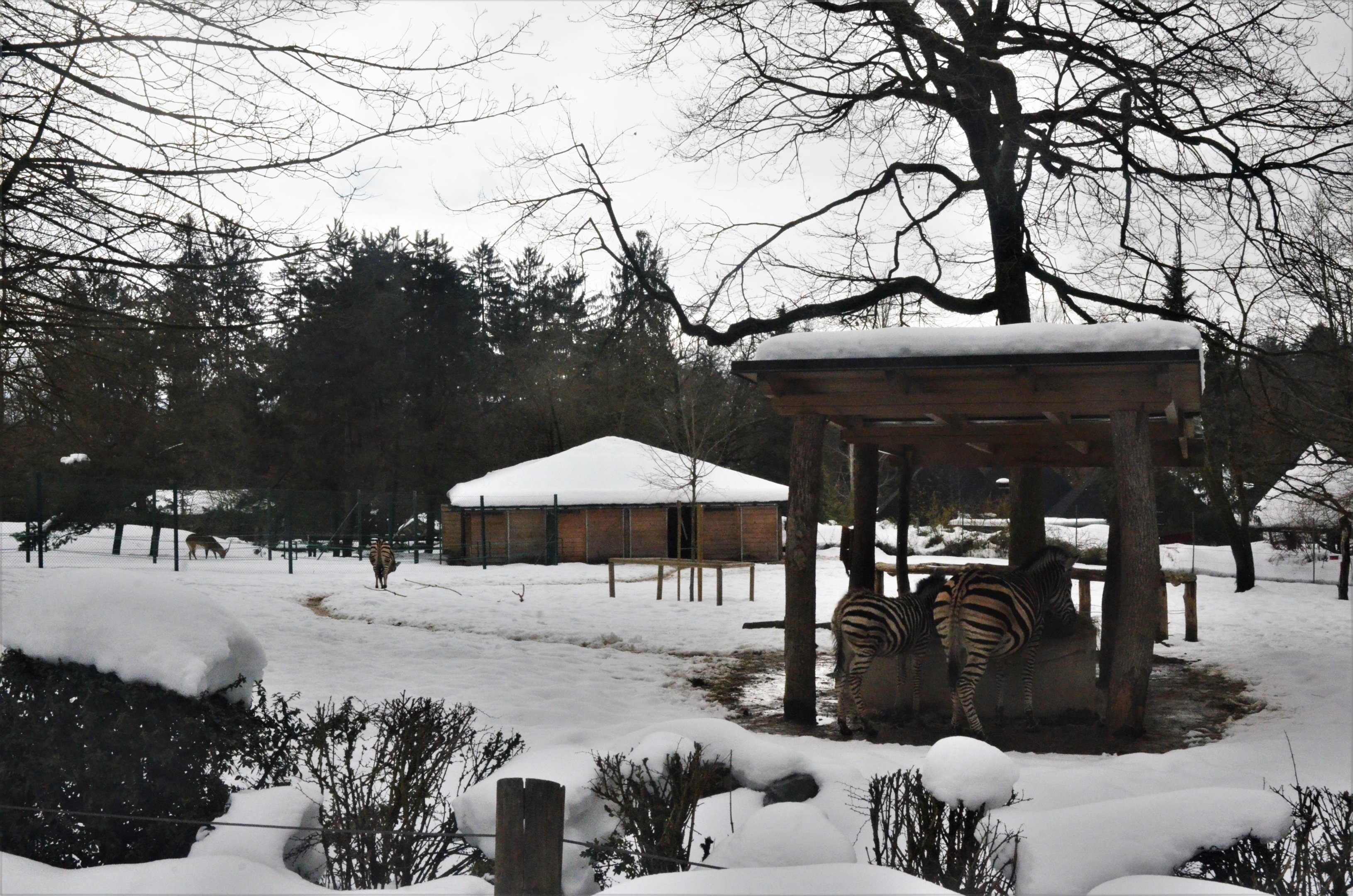 Chapman's Zebra Paddock at Ljubljana Zoo, 07/03/18
