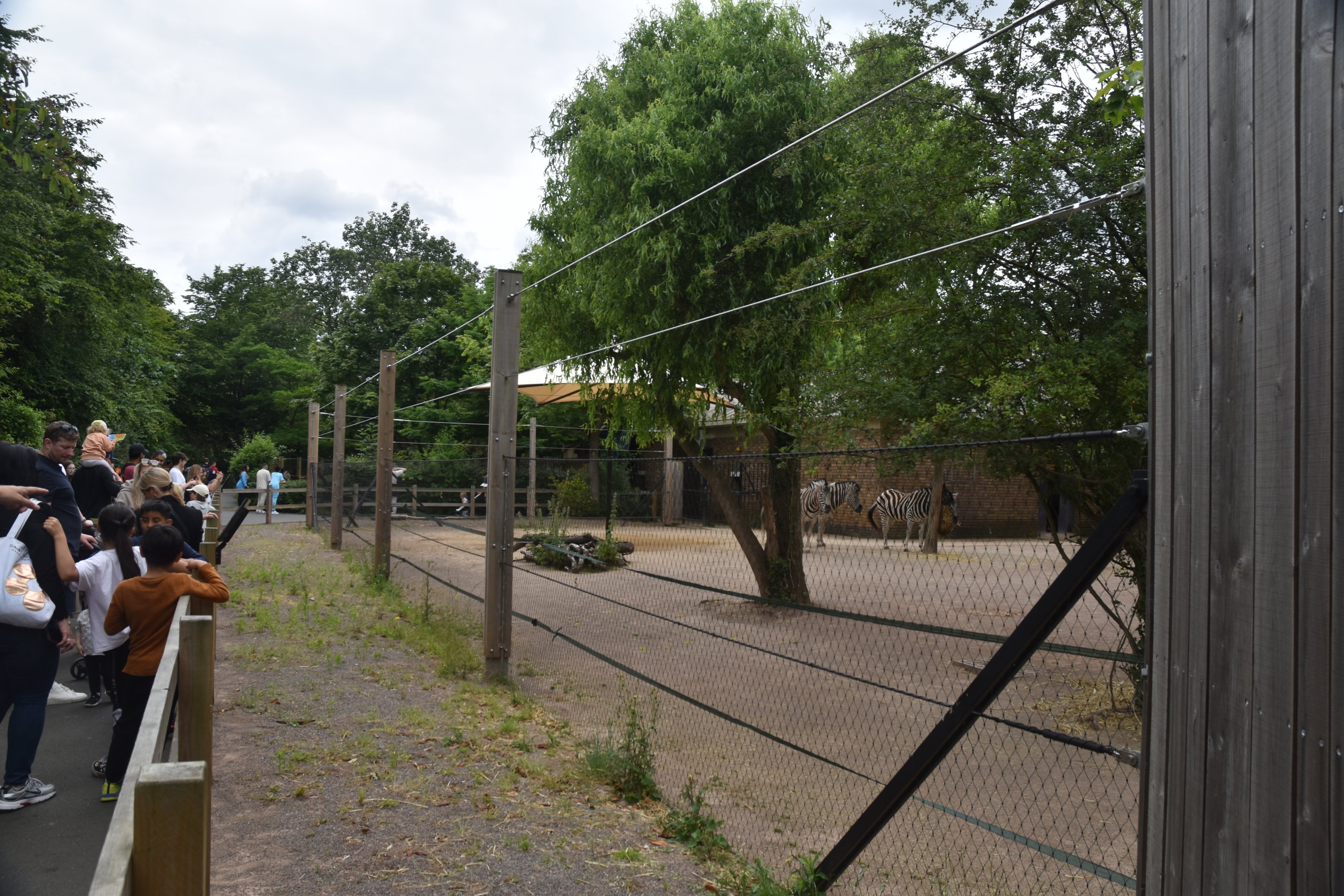 Chapman's Zebra Paddock at London, 22nd June 2024