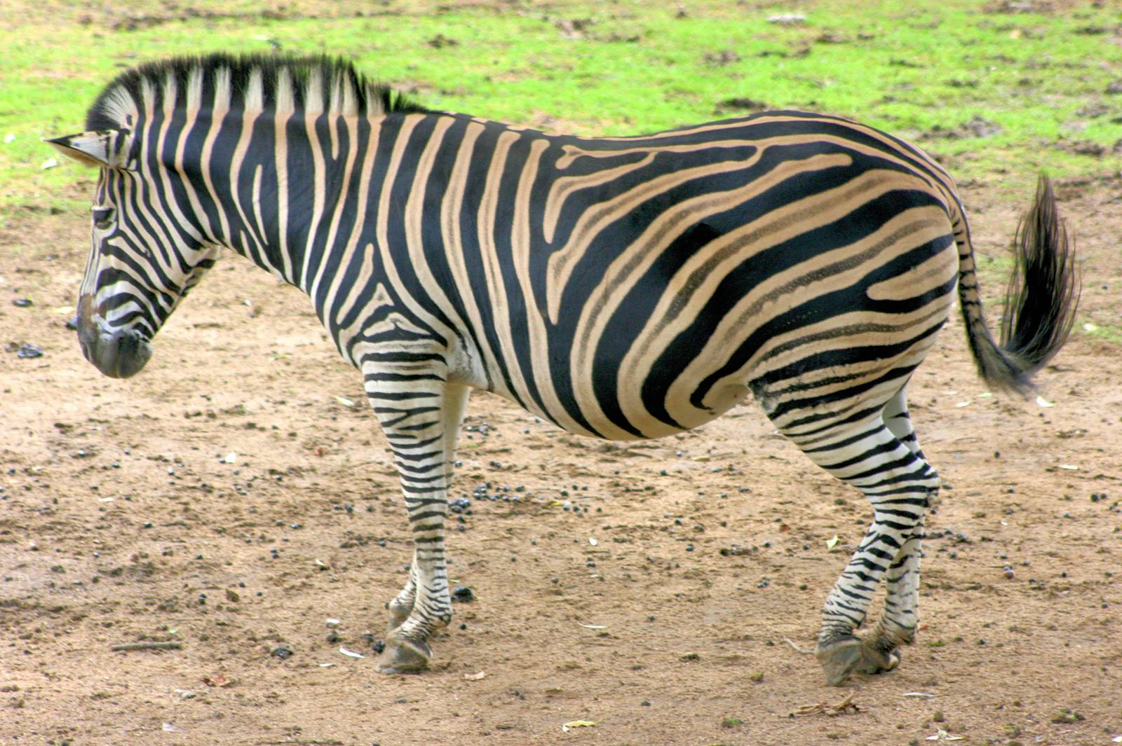 Chapman's zebra; Plzen; 2nd September 2012