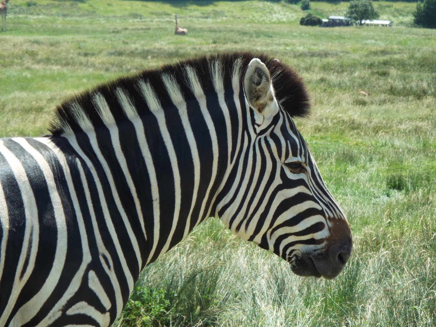 Chapmans Zebra - Port Lympne