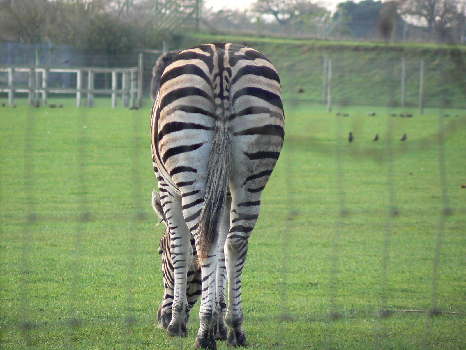 Chapman's Zebra Rear - 22 November 2015