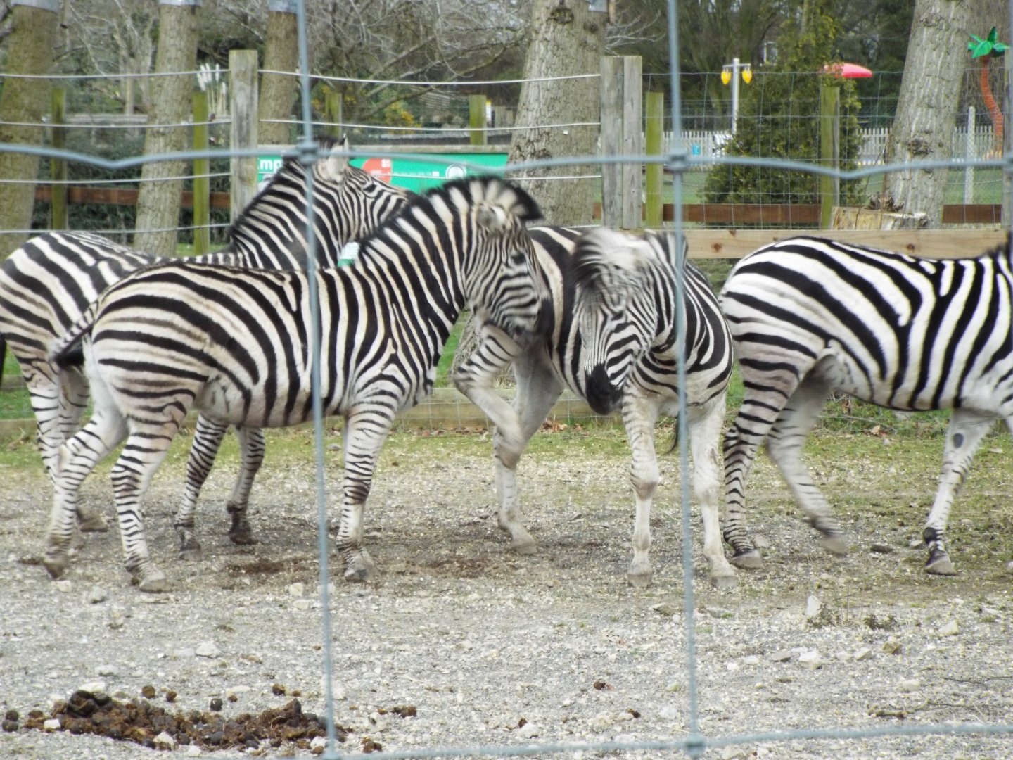 Chapmans Zebra - Threat to kick - Twycross Zoo