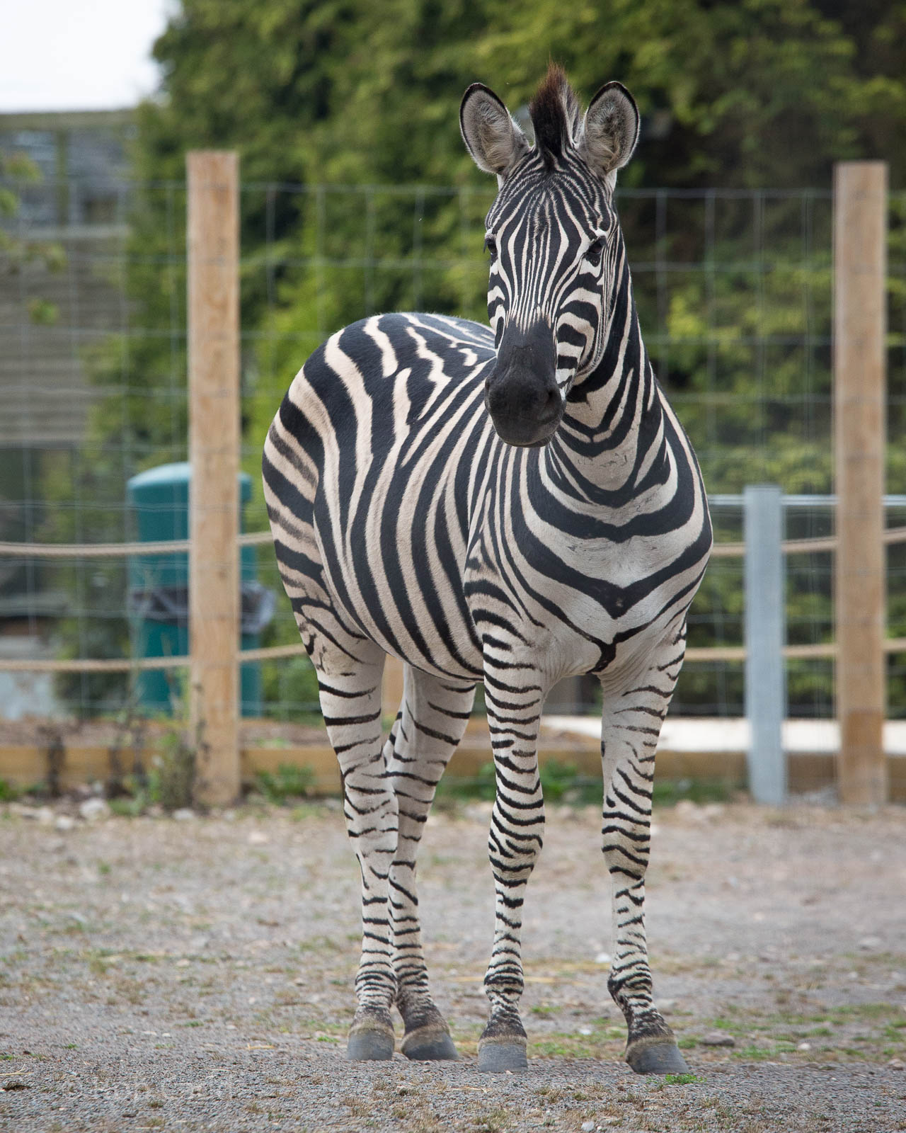 Chapman's zebra : Twycross : 19 Sep 2014
