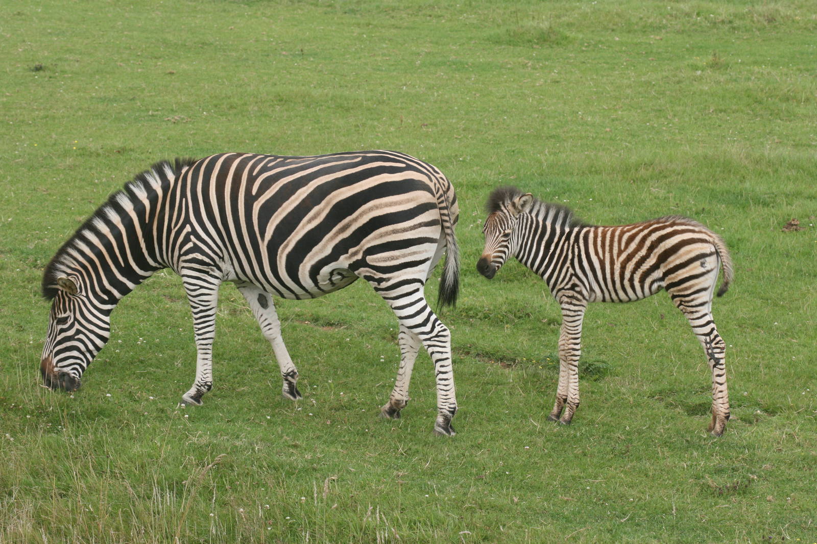 Chapman's zebra with foal; Marwell; 2nd August 2009