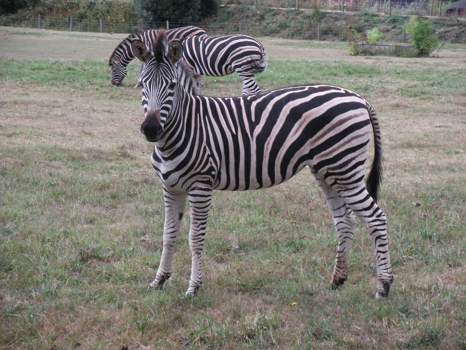 Chapmans Zebra