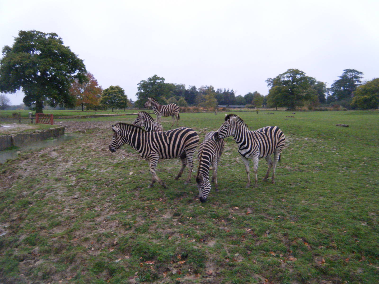 Chapman's Zebra