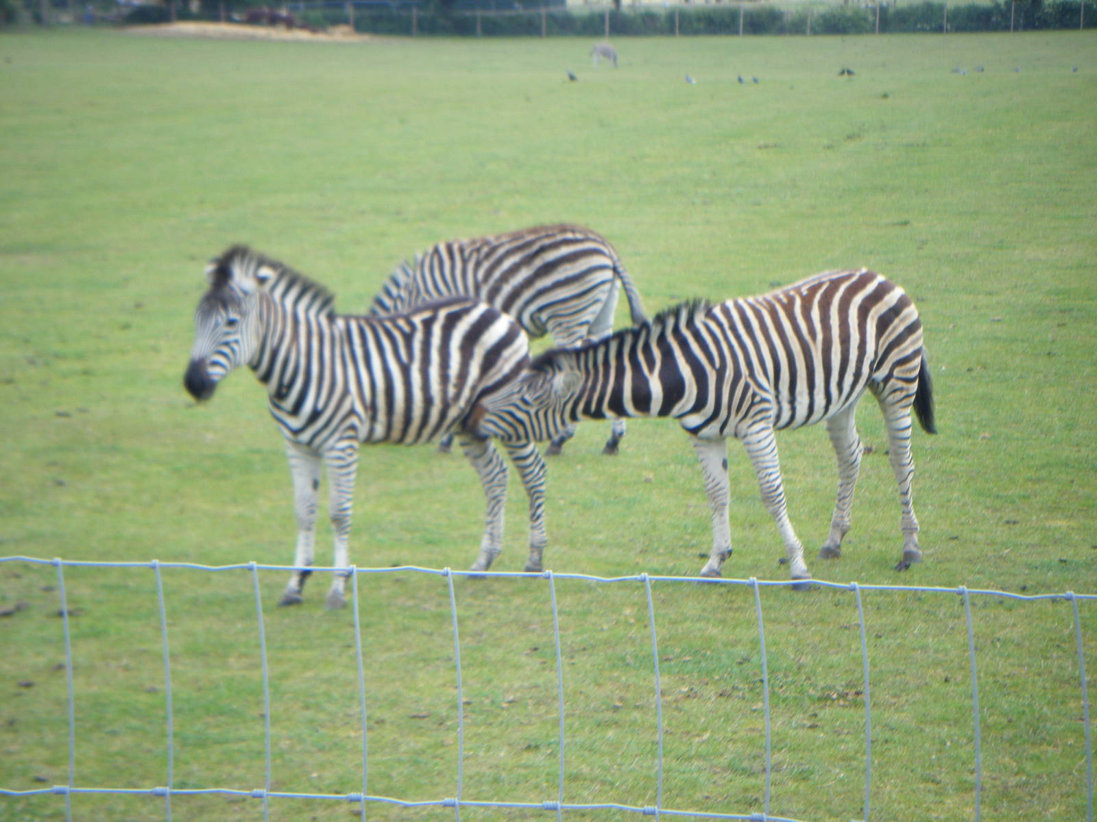 Chapmans Zebra