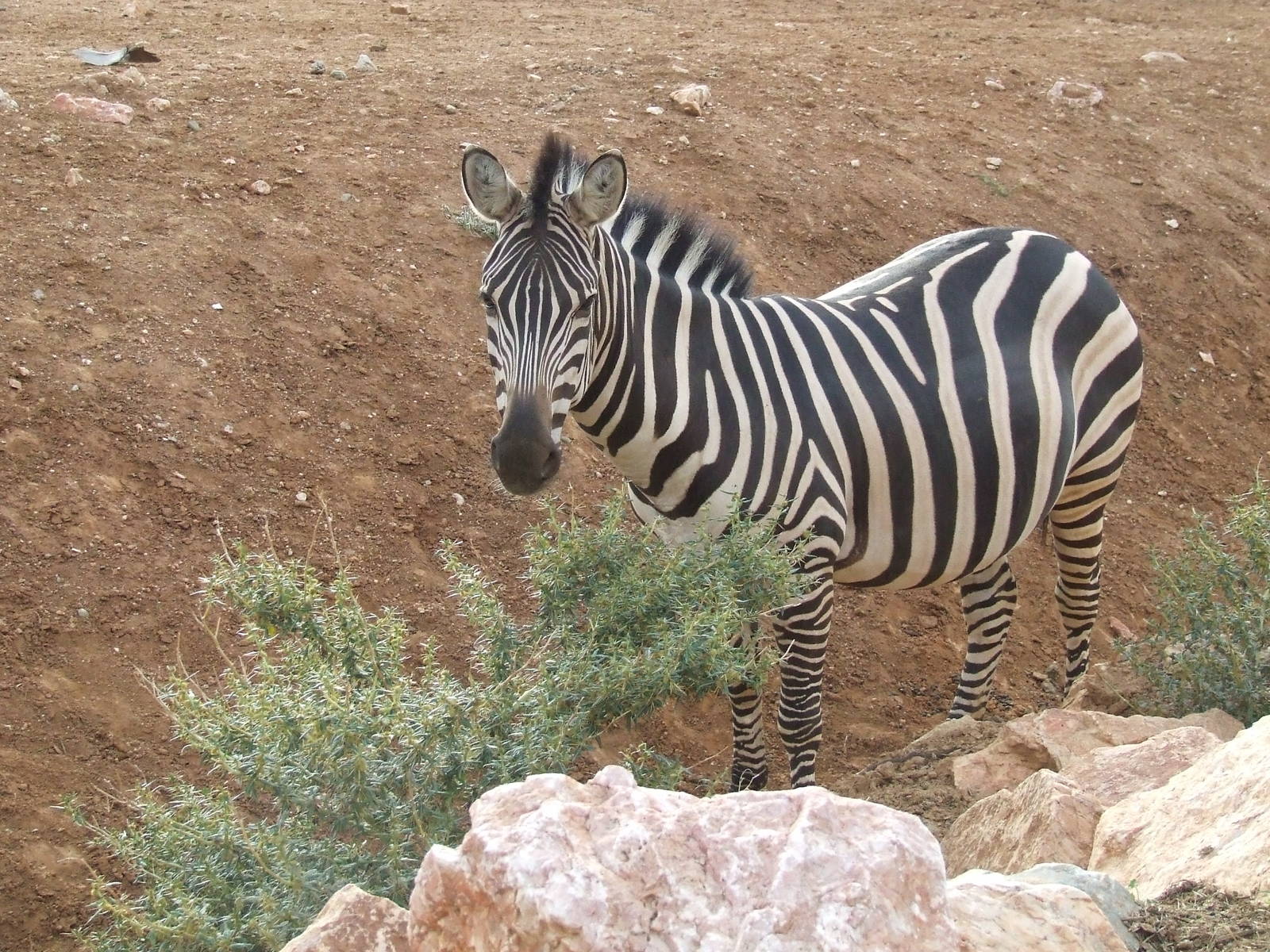 Chapman's zebra