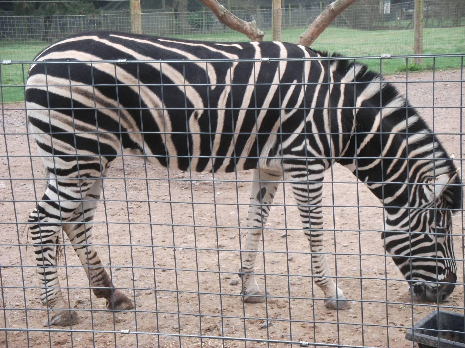 chapmans zebra