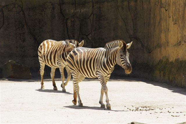 Chapmans Zebra
