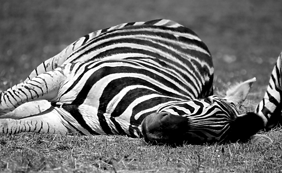 Chapmans Zebra